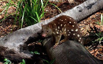 Hartley's Crocodile Adventures - Hervey Bay Accommodation 3