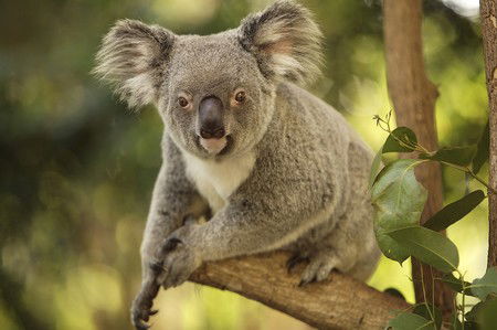 Hartley's Crocodile Adventures - Hervey Bay Accommodation 7