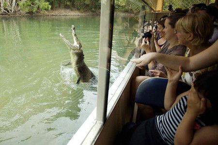 Hartley's Crocodile Adventures - Hervey Bay Accommodation 9