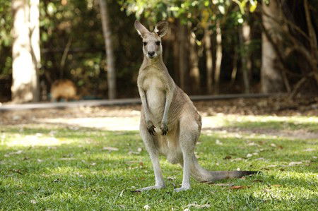 Hartley's Crocodile Adventures - Hervey Bay Accommodation 10