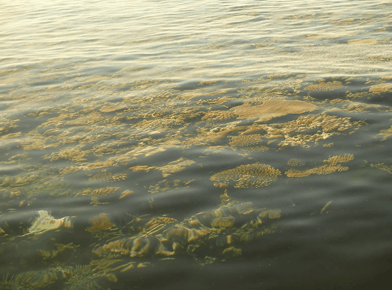 Eco Jet Safari - Hervey Bay Accommodation 1