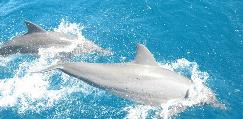 Tallship Adventures - Hervey Bay Accommodation 3