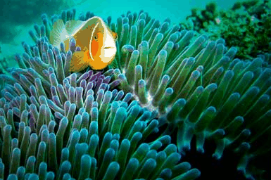 Whitehaven Xpress Whitehaven Beach Tours - Hervey Bay Accommodation 3