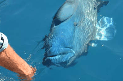 Whitehaven Xpress Whitehaven Beach Tours - Hervey Bay Accommodation 4