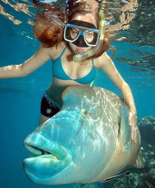 Reef Magic Cruises - Hervey Bay Accommodation 1