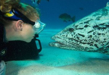 Spirit Of Freedom - Hervey Bay Accommodation 2