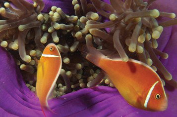 Spirit Of Freedom - Hervey Bay Accommodation 3