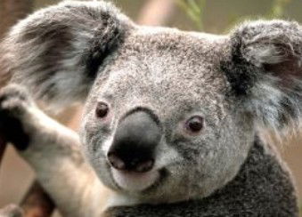 Wildlife Habitat - Hervey Bay Accommodation 0