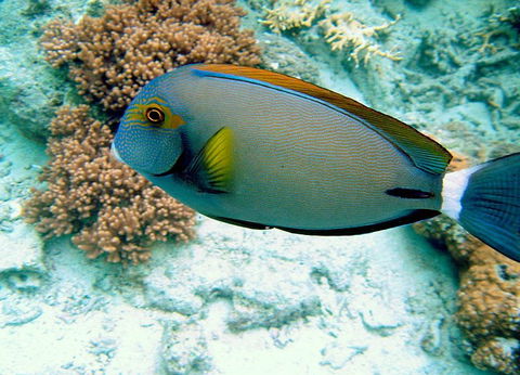 Illusions - Hervey Bay Accommodation 0