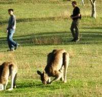 Araucaria Ecotours - Hervey Bay Accommodation