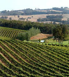 Brookhampton Estate Vineyard - Hervey Bay Accommodation 1