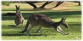 Rockingham Golf Club - Tourism Hervey Bay 2