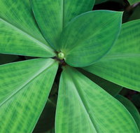 Limberlost Nursery  Garden Centre - Hervey Bay Accommodation