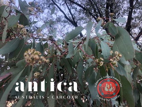 Antica Australis - Winter Fire Festival - Hervey Bay Accommodation 0