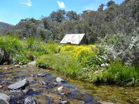 Hedonistic Hiking's Falls Creek To Hotham - Hervey Bay Accommodation 0