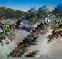 JetBlack Wild Wombat MTB Challenge - Hervey Bay Accommodation