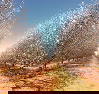 Mallee Almond Blossom Festival - Hervey Bay Accommodation