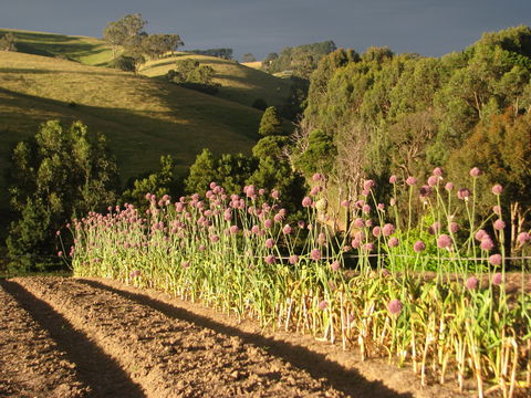 Meeniyan Garlic Festival - Hervey Bay Accommodation 1
