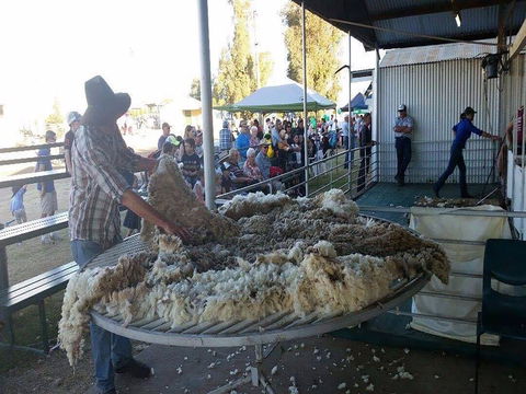 Narrabri Show - Hervey Bay Accommodation 0
