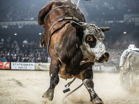 PBR Hawkesbury Stampede - Tourism Hervey Bay 1