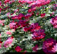 2020 Woolmers Estate Festival of Roses - Tourism Hervey Bay