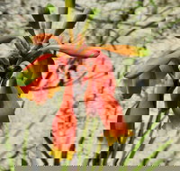 Australian flora past present and future - Hervey Bay Accommodation