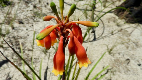 Australian Flora: Past, Present And Future - Hervey Bay Accommodation 0