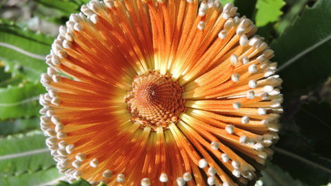 Australian Flora: Past, Present And Future - Hervey Bay Accommodation 1