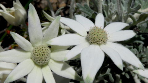 Australian Flora: Past, Present And Future - Hervey Bay Accommodation 2