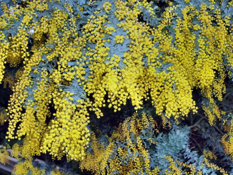 Australian Wattle Day @ The Old Bus Depot Markets - Hervey Bay Accommodation 0