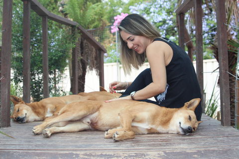 Dingo Den Discovery Experience - Tourism Hervey Bay 0