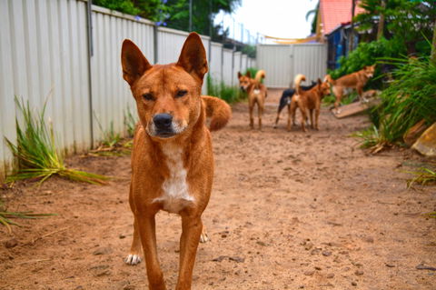 Dingo Den Discovery Experience - Tourism Hervey Bay 2