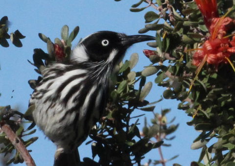 Esperance Wildflower Festival - Hervey Bay Accommodation 0