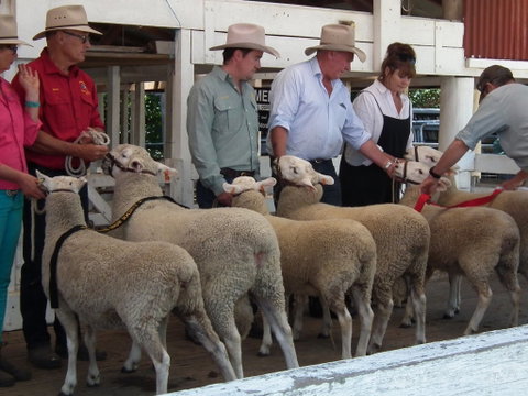Glen Innes Pastoral And Agricultural Show - Hervey Bay Accommodation 2