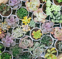 Indoor Plant Pop Up Event - Tourism Hervey Bay