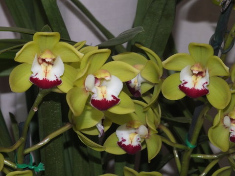 Orchids Out West - Hervey Bay Accommodation 1
