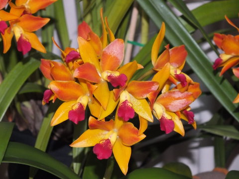 Orchids Out West - Hervey Bay Accommodation 2