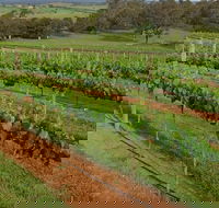Razorback Ridge Wines Open Weekends - Hervey Bay Accommodation