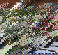 Sapphire Coast Orchid Club Spring Orchid Show - Hervey Bay Accommodation