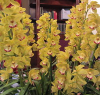 Sapphire Coast Orchid Club Winter Orchid Show - Hervey Bay Accommodation