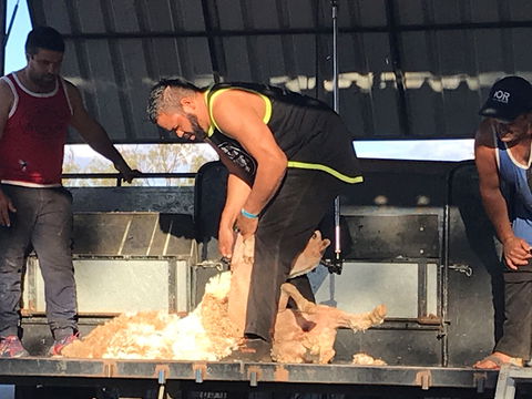 The Shearers  Shindig Thargomindah - Hervey Bay Accommodation 0