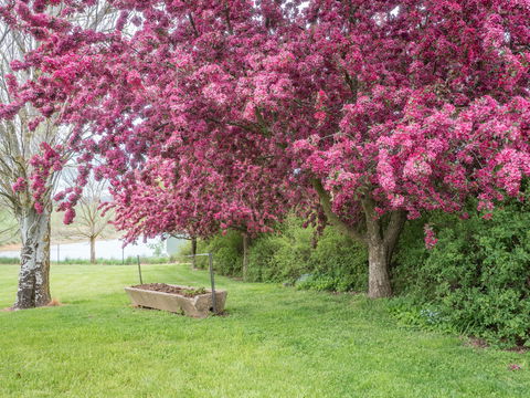 Tumbarumba Spring Flower Festival - Hervey Bay Accommodation 1