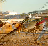 Walgett Charity Bushman's Carnival Rodeo and Campdraft - Hervey Bay Accommodation