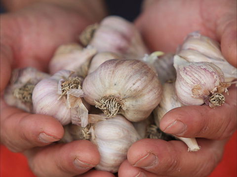 Armidale Farmers' Market - Hervey Bay Accommodation 0