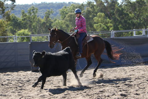 Australian Campdraft Association National Finals Campdraft 2021 - Hervey Bay Accommodation 1