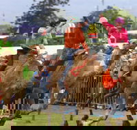 Camel Races at Penrith Paceway - Hervey Bay Accommodation