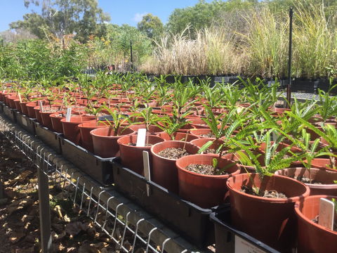 Conservation Volunteers Australia Townsville - Ocean View Nursery - Hervey Bay Accommodation 2