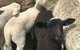 Flinders Island Show - thumb 0