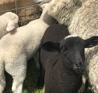 Flinders Island Show