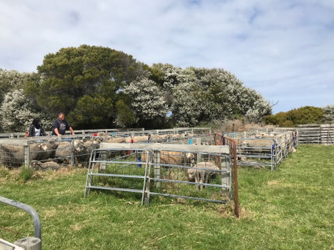 Flinders Island Show - Hervey Bay Accommodation 1